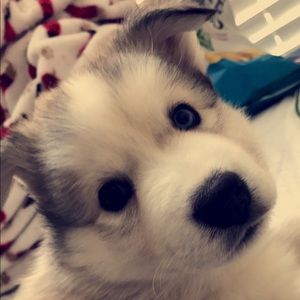 Meet your Posher, Alli